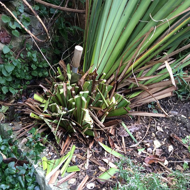 Chopping down New Zealand flax for weaving. Anybody want any? Brighton