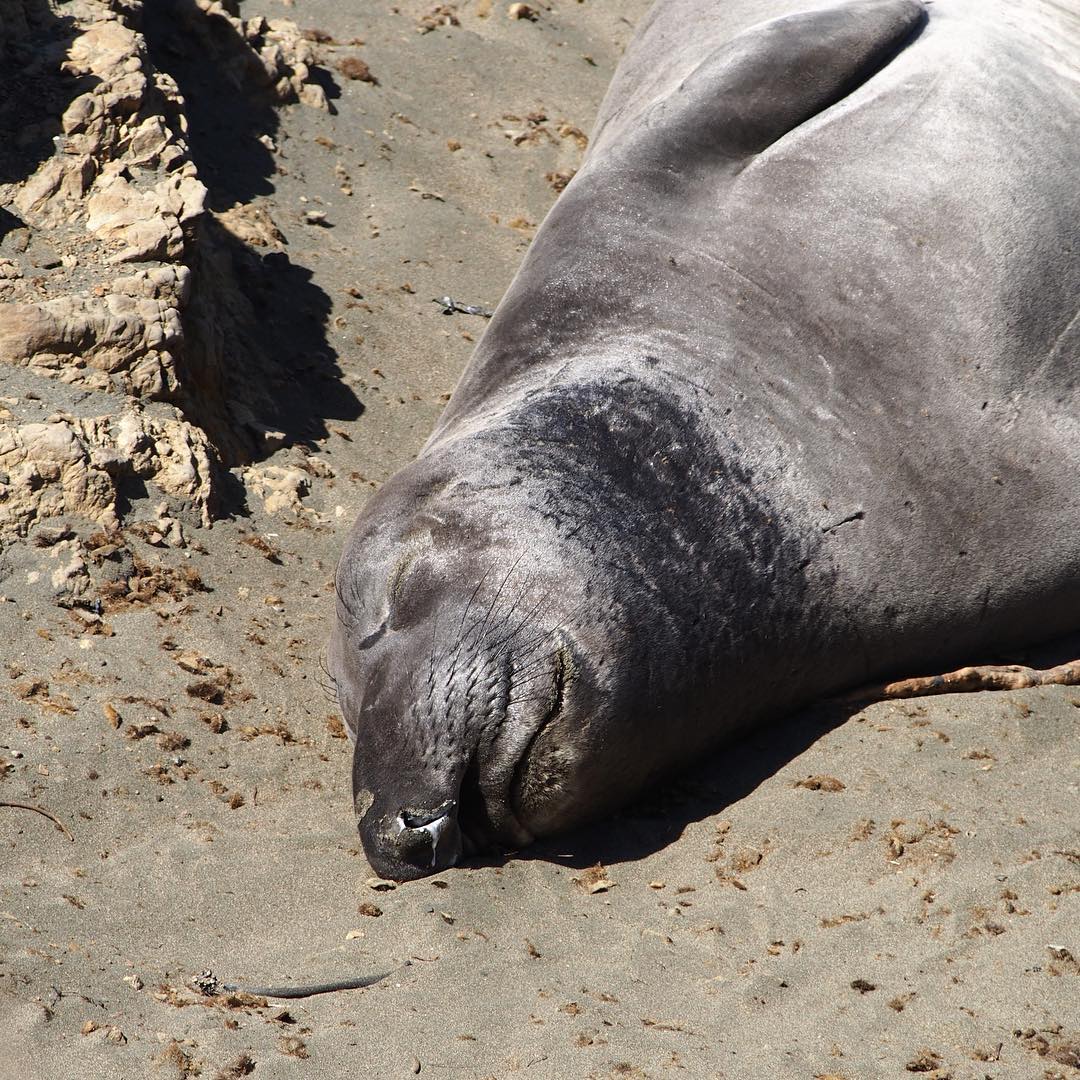 Snore. Elephant seal