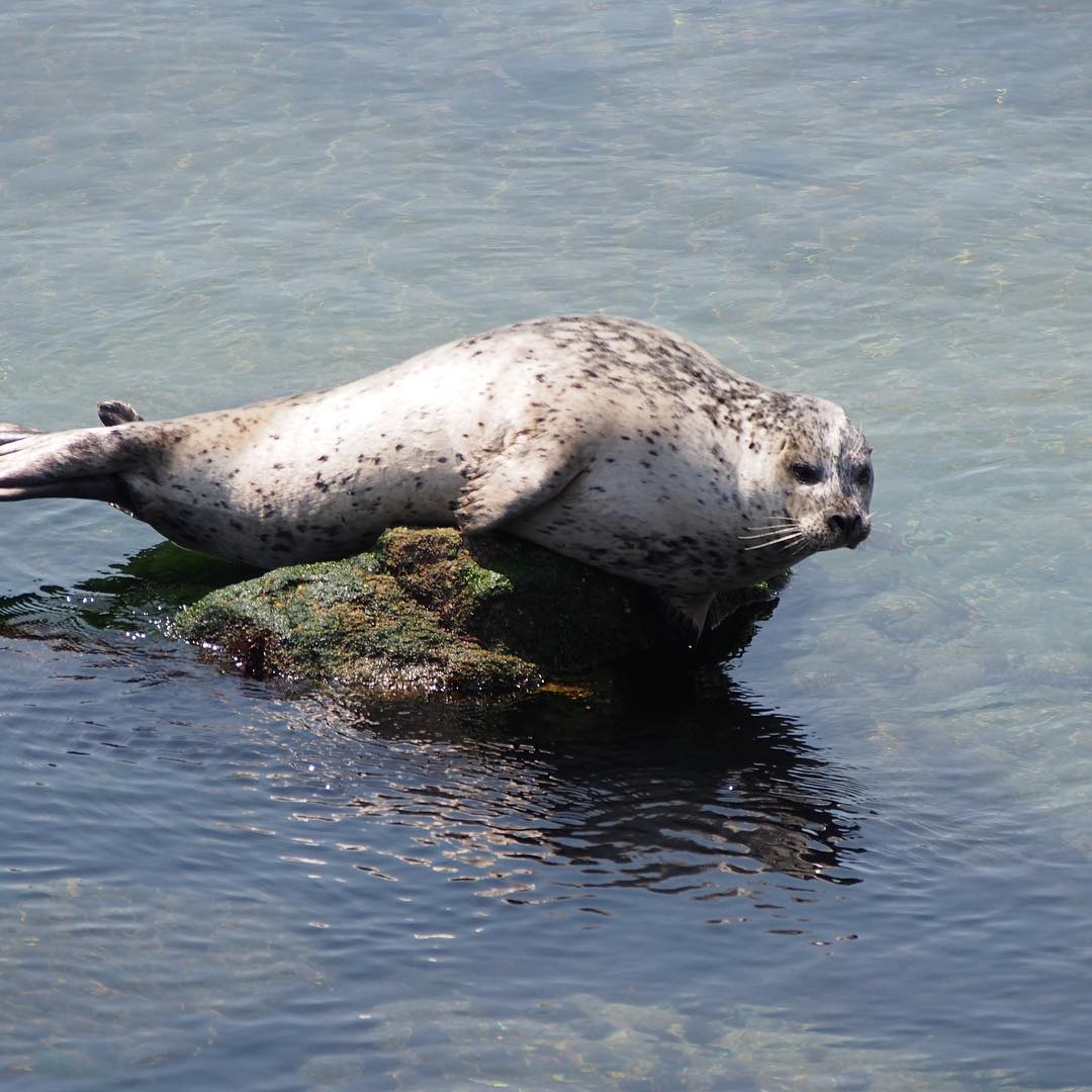 Wot you lookin at?  Grey seal. Monterey harbour