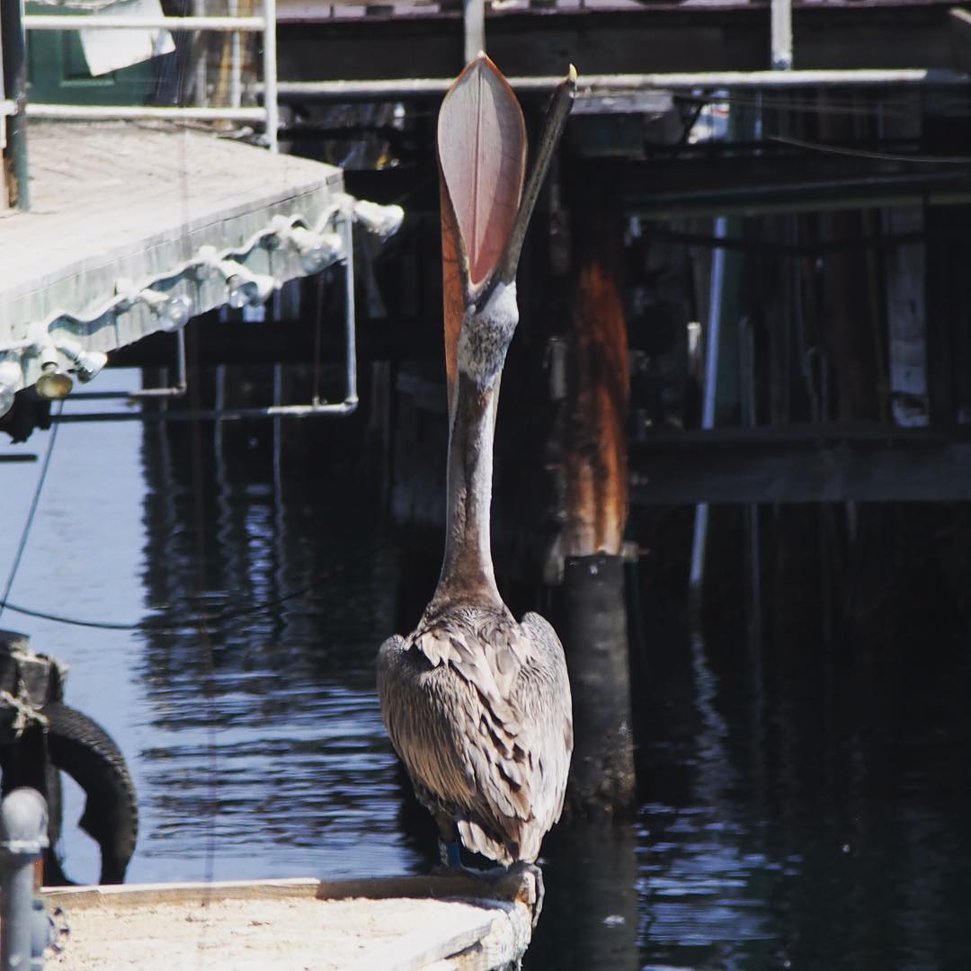 Brown pelican.  My favourites. Monterey harbour