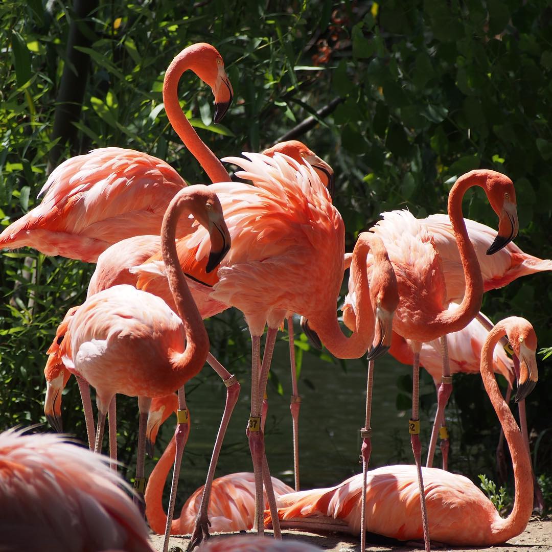 Flingos at Sacramento Zoo. I ❤️ flingos