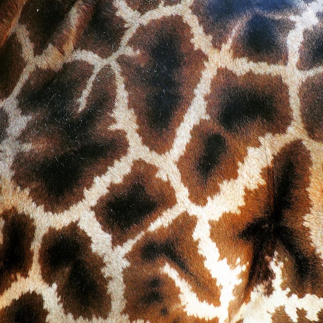 Giraffe. There are 13 species of.  I had no idea. They are such strange beasts