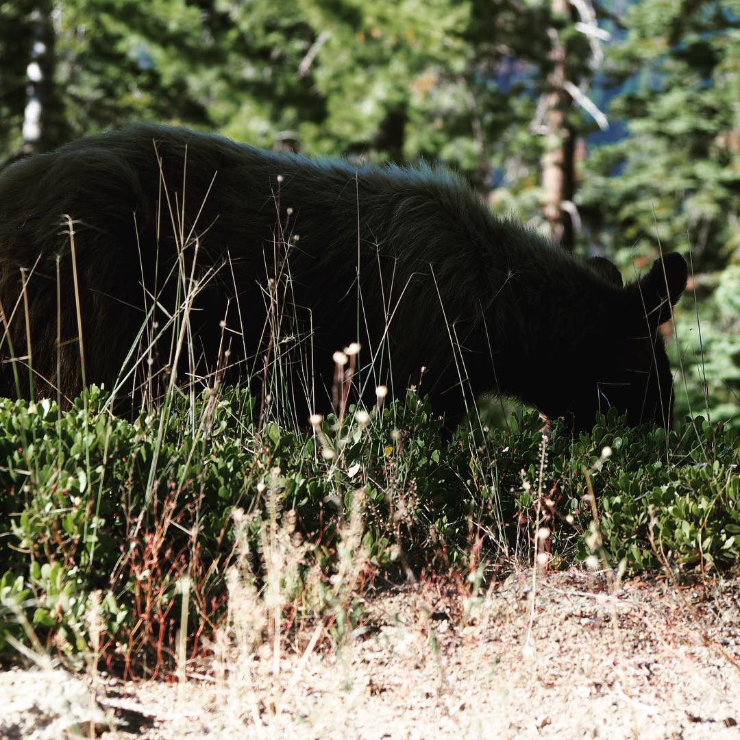 . OMG. We saw one. This one and a baby just on the side of the road.