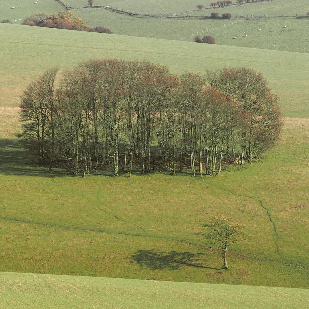 clump southdownsnationalpark breakbetweenstorms completelysoaked ditchlingbeacon stanmer sycamore