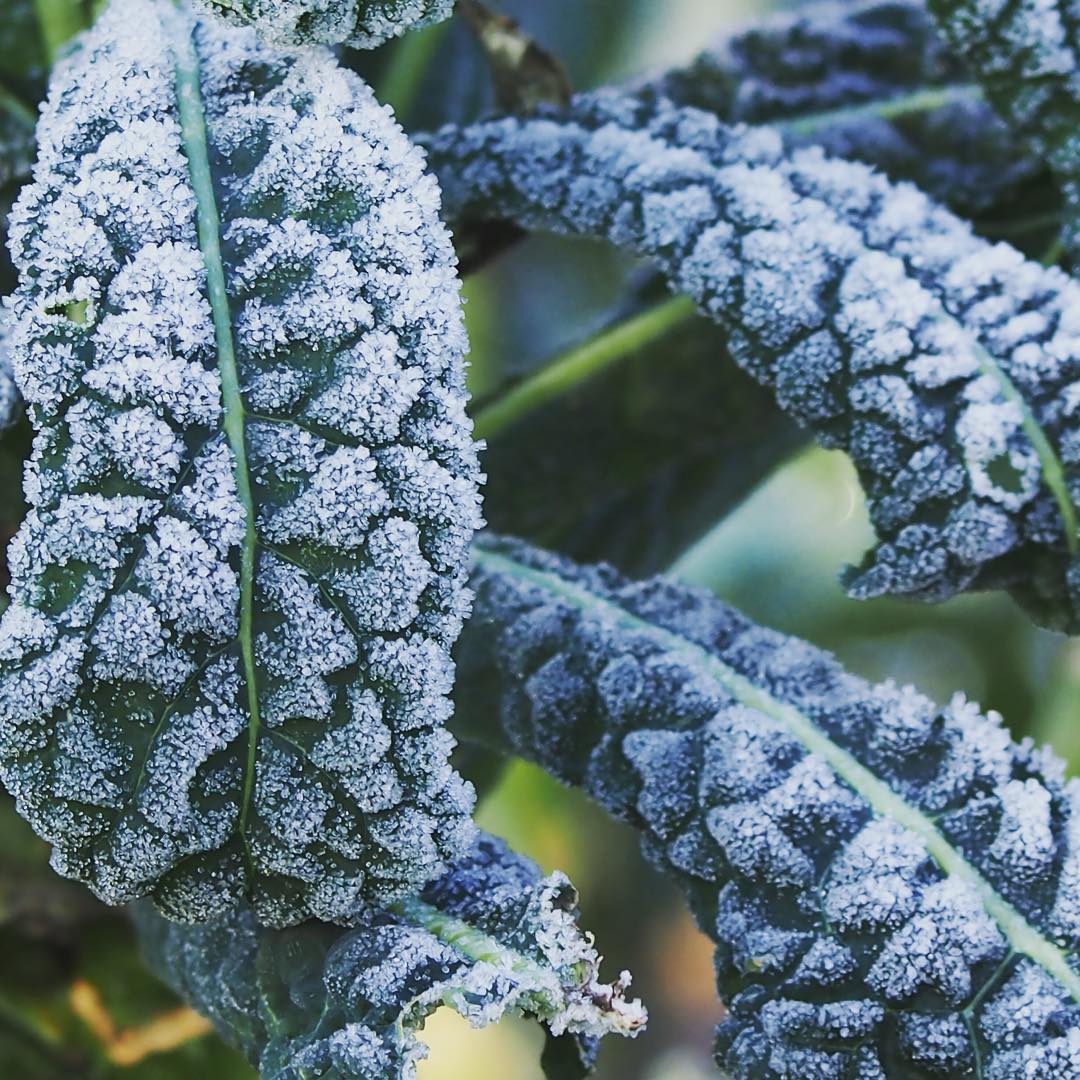 Frosty Morning. Isfield. East Sussex. Cavolo Nero#lucidweb