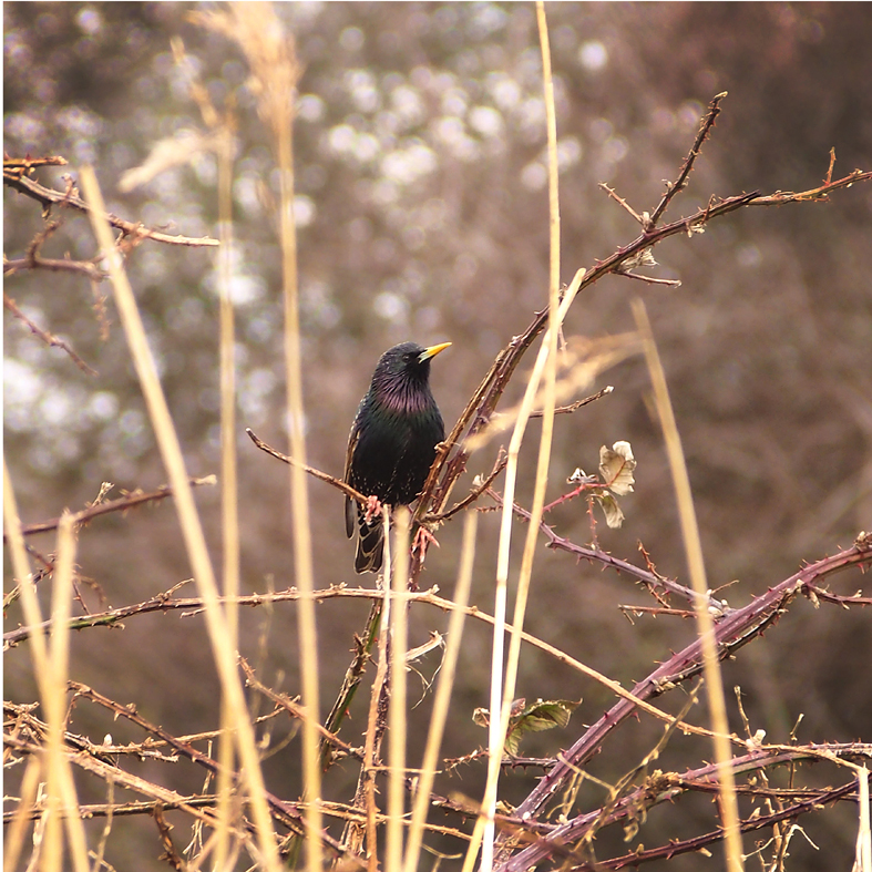starling